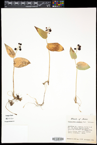 Maianthemum canadense image