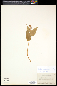 Maianthemum canadense image