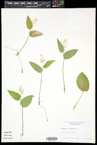 Maianthemum canadense image