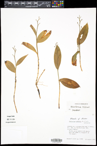 Maianthemum trifolium image