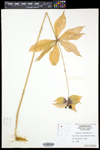 Medeola virginiana image