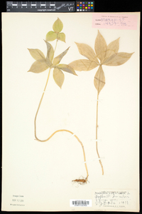 Medeola virginiana image