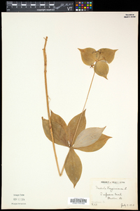 Medeola virginiana image