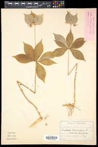 Medeola virginiana image