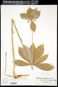 Medeola virginiana image