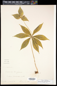 Medeola virginiana image