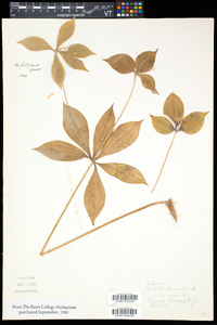 Medeola virginiana image