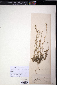 Draba arabisans image