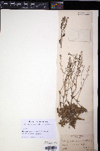 Draba pycnosperma image