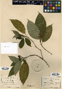 Miconia cuernavacana image