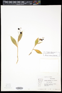 Maianthemum trifolium image