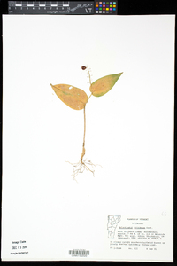 Maianthemum canadense image