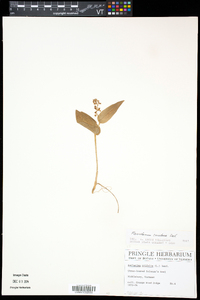 Maianthemum canadense image