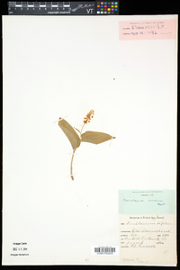 Maianthemum canadense image