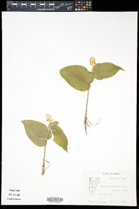 Maianthemum canadense image