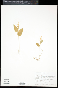 Maianthemum canadense image