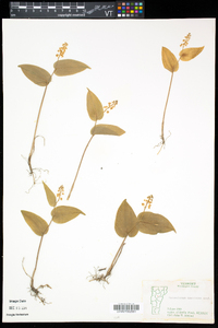 Maianthemum canadense image