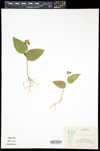 Maianthemum canadense image