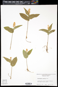 Maianthemum canadense image