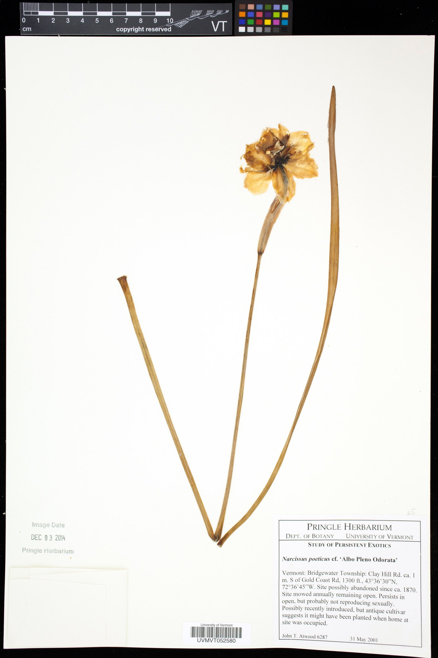 Narcissus poeticus image