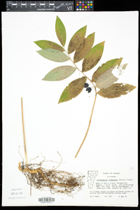 Polygonatum pubescens image