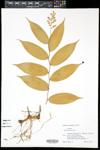 Maianthemum racemosum subsp. racemosum image