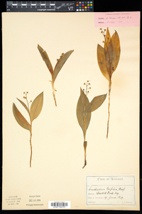 Maianthemum trifolium image