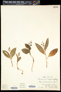 Maianthemum trifolium image