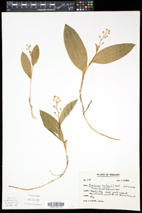 Maianthemum trifolium image