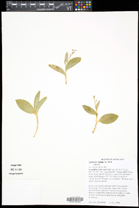 Maianthemum trifolium image