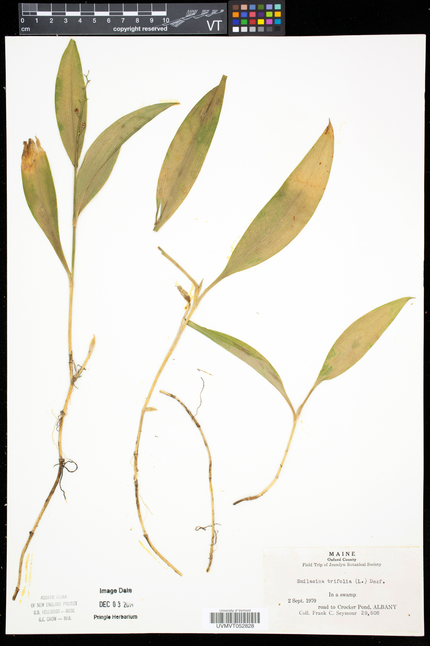 Maianthemum trifolium image