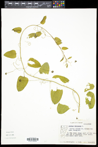 Smilax herbacea image