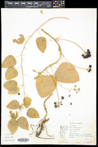 Smilax herbacea image