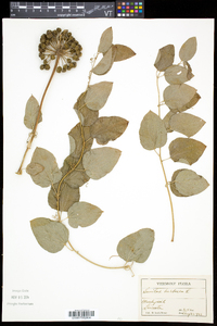 Smilax herbacea image