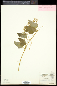 Smilax herbacea image