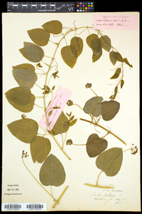 Smilax herbacea image