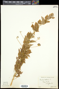 Smilax herbacea image