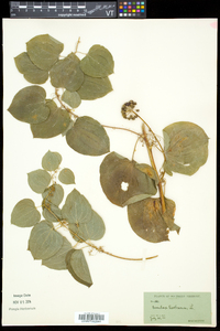 Smilax herbacea image