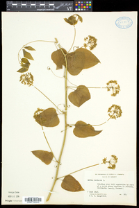 Smilax herbacea image