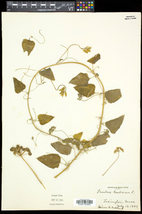 Smilax herbacea image