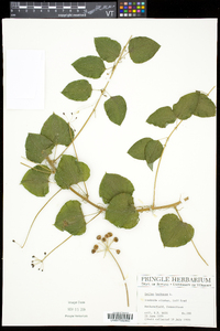 Smilax herbacea image