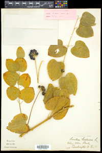 Smilax herbacea image