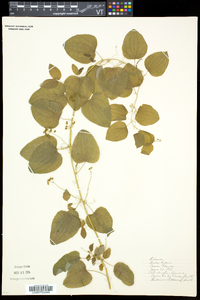 Smilax herbacea image