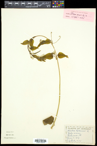 Smilax herbacea image