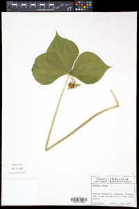 Trillium cernuum image