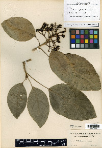 Dendropanax amplifolius image