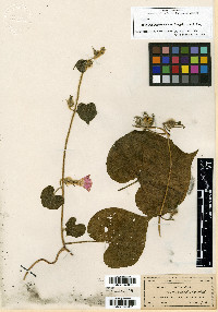 Ipomoea hederacea image