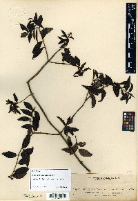 Psychotria cuernosensis image