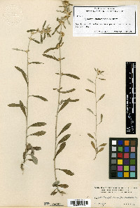 Gamochaeta simplicicaulis image