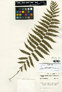 Thelypteris oligocarpa image